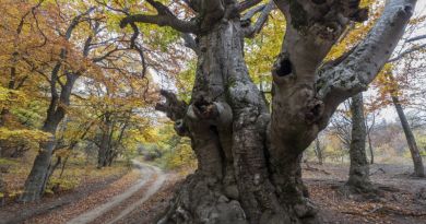 Авто-пешеходная экскурсия из Севастополя (фото 10)