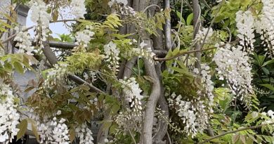 Авто-пешеходная экскурсия из Севастополя (фото 47)