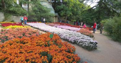 Экскурсии в Бал хризантем в Никитском ботаническом саду из Оползневого 2024